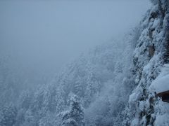 Tapeta Nature trees with snow 018.jpg